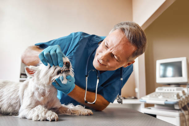 Best Emergency Root Canal Treatment in Carney, MD